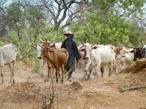 Pastoralisme (Burkina Faso ©Florian Reinhard)